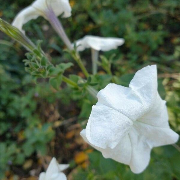 Petunia axillaris Flor