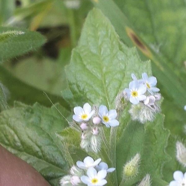 Myosotis stricta Flower