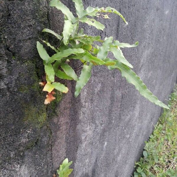 Phlebodium pseudoaureum Leaf