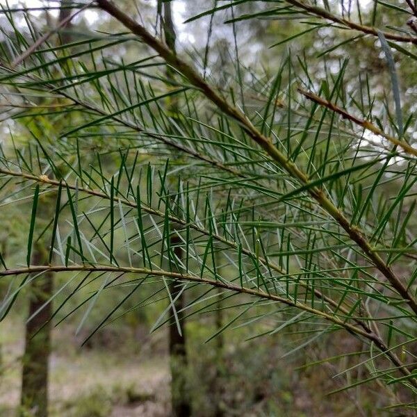 Acacia linifolia Foglia