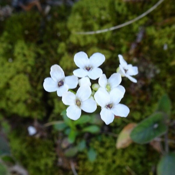 Kernera saxatilis 花