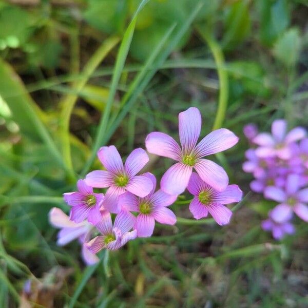 Oxalis violacea Çiçek