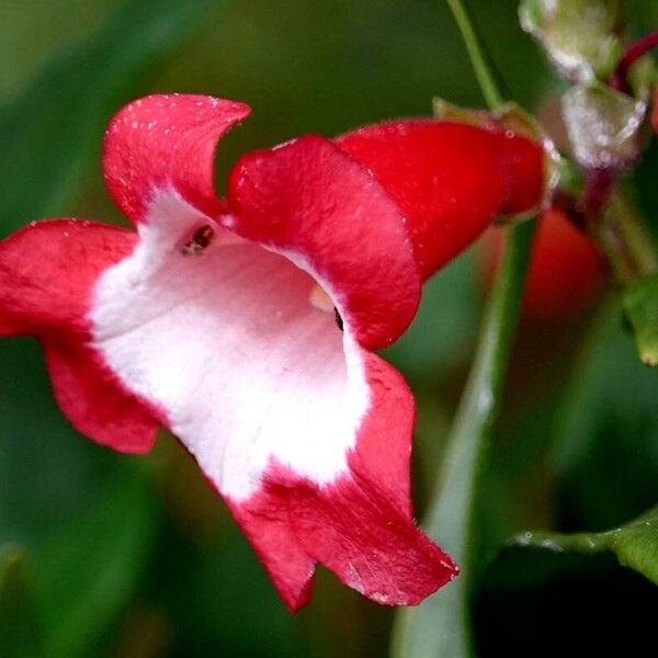 Penstemon hartwegii Flower