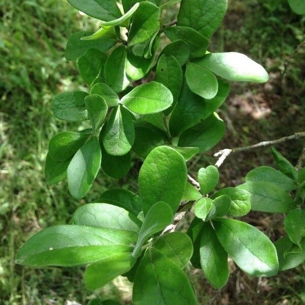 Diospyros texana Leaf