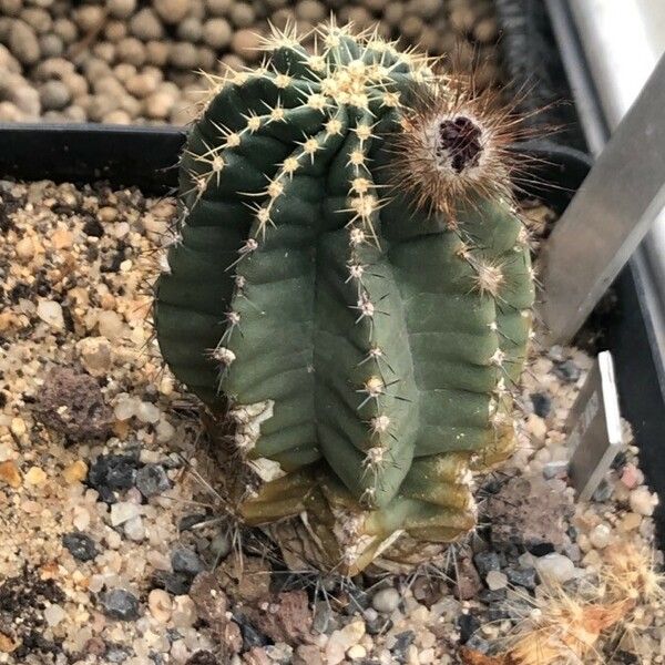 Echinocereus subinermis Лист