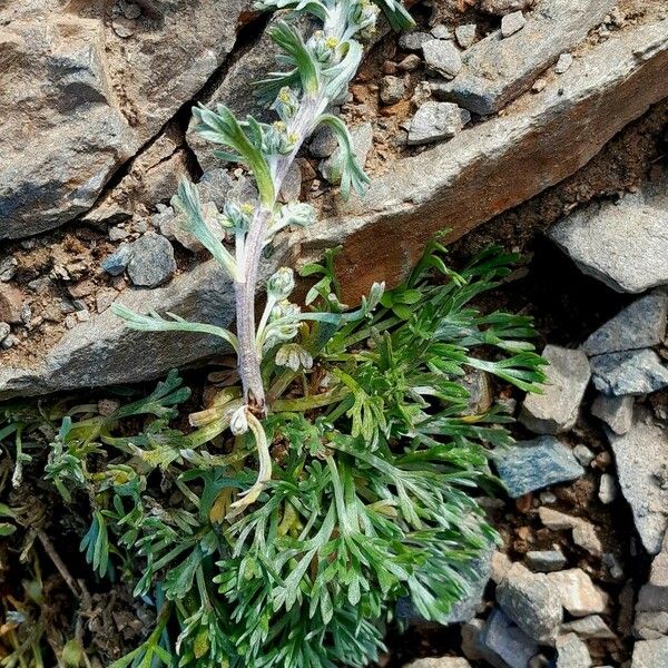 Artemisia genipi Vekstform
