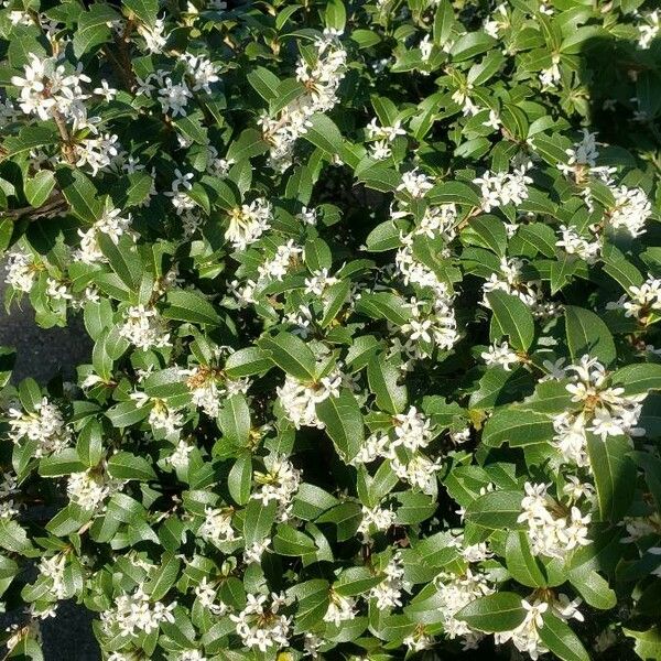 Osmanthus × burkwoodii ফুল