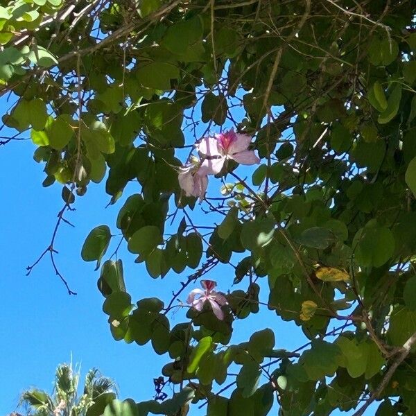 Bauhinia variegata Flower