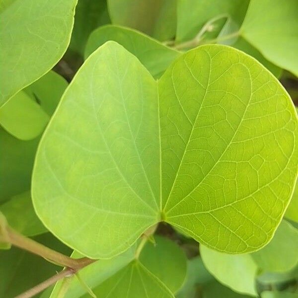 Bauhinia galpinii Leaf