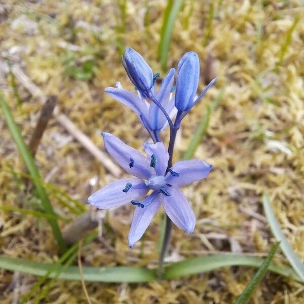 Hyacinthoides italica Žiedas