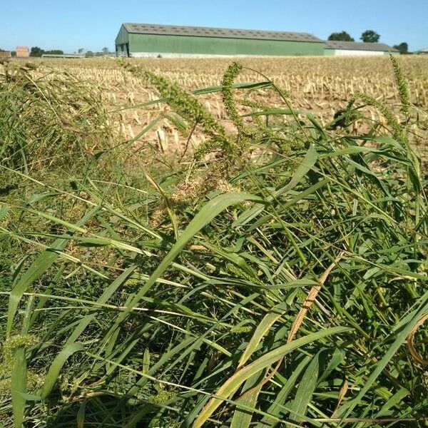 Setaria verticillata Ліст