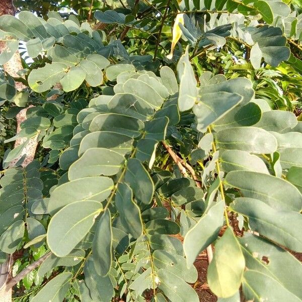 Albizia lebbeck Blad