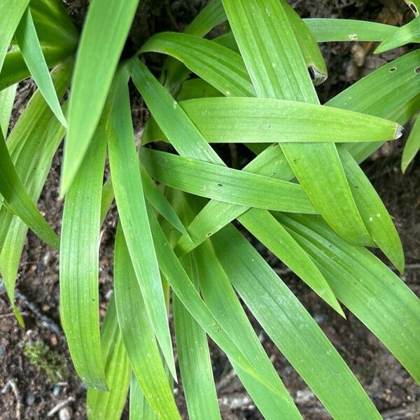 Iris cristata Leaf