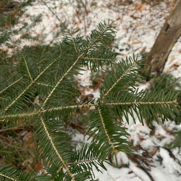 Abies balsamea ഇല