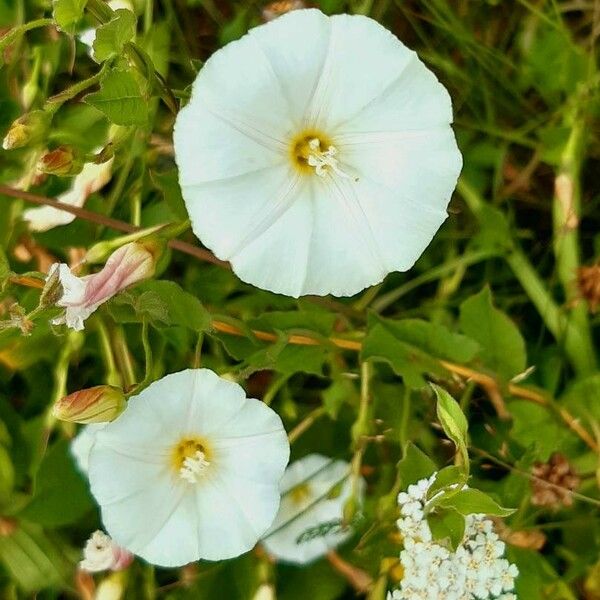 Convolvulus arvensis Blomma