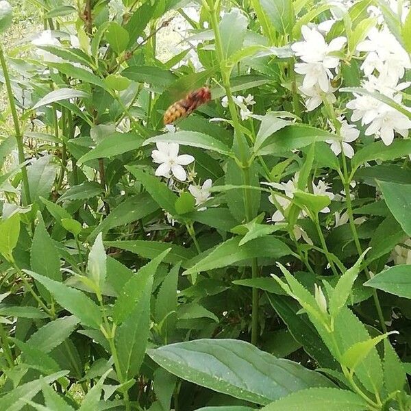 Deutzia gracilis Deilen