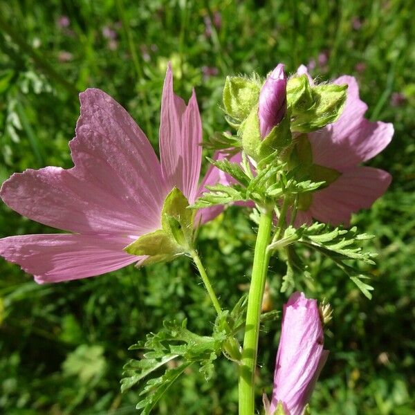 Malva moschata Bloem