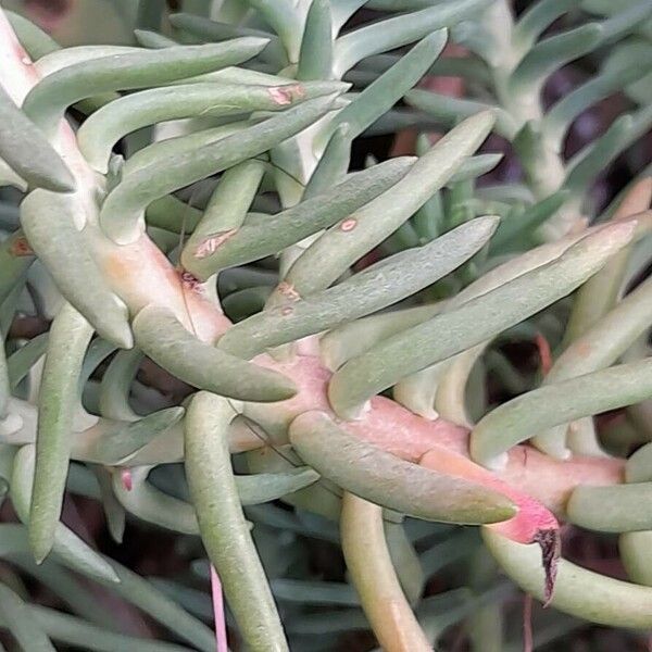 Petrosedum forsterianum Leaf