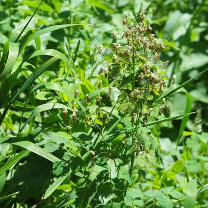 Thalictrum occidentale Pokrój