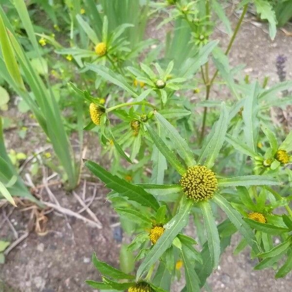 Bidens radiata Цвят