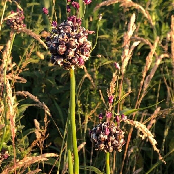 Allium scorodoprasum Цвят