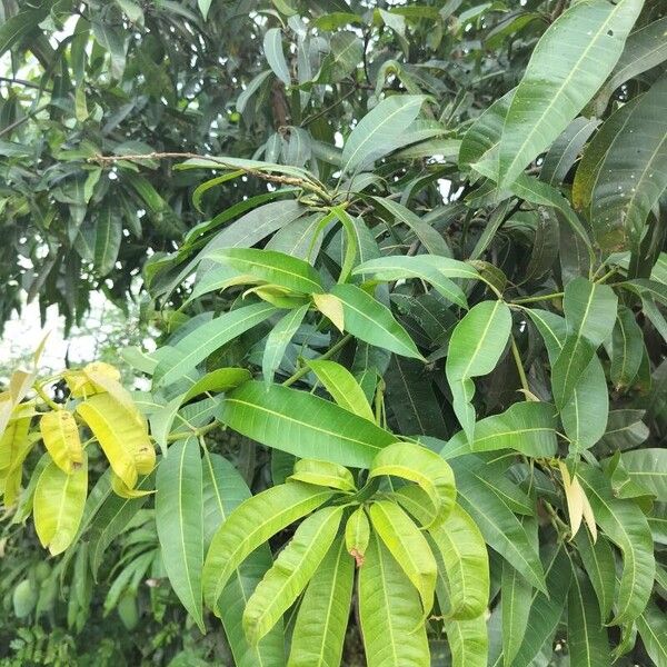 Mangifera indica 樹皮