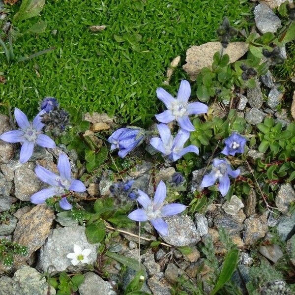 Campanula cenisia Flower