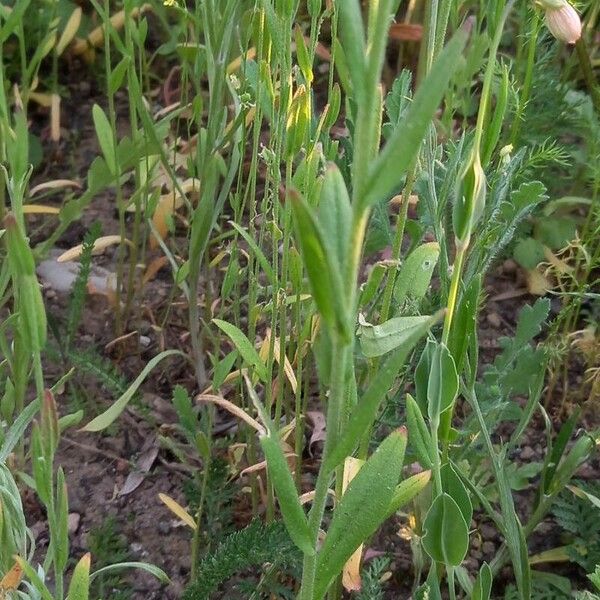 Camelina microcarpa Leaf