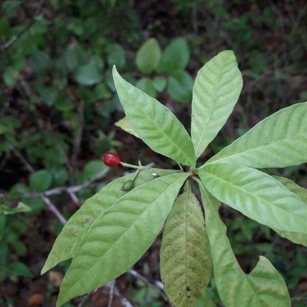 Psychotria nervosa पत्ता