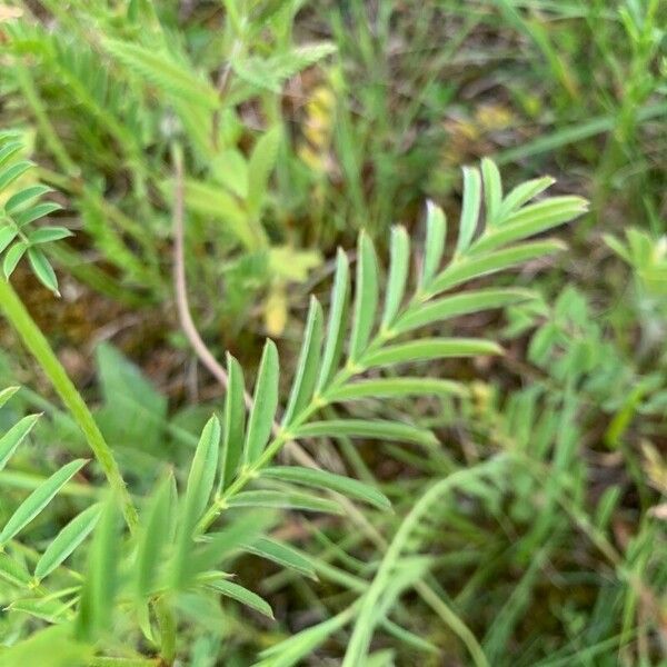 Onobrychis arenaria Leaf