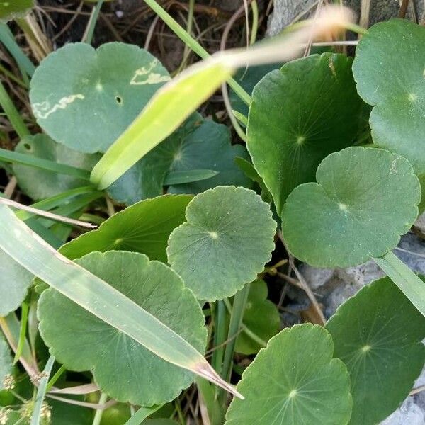 Hydrocotyle verticillata Blad