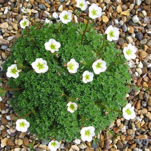 Saxifraga cespitosa Цвят