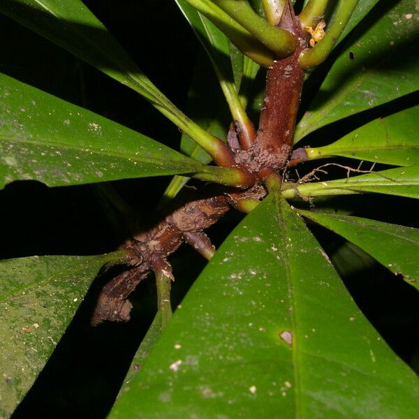 Clavija costaricana Bark