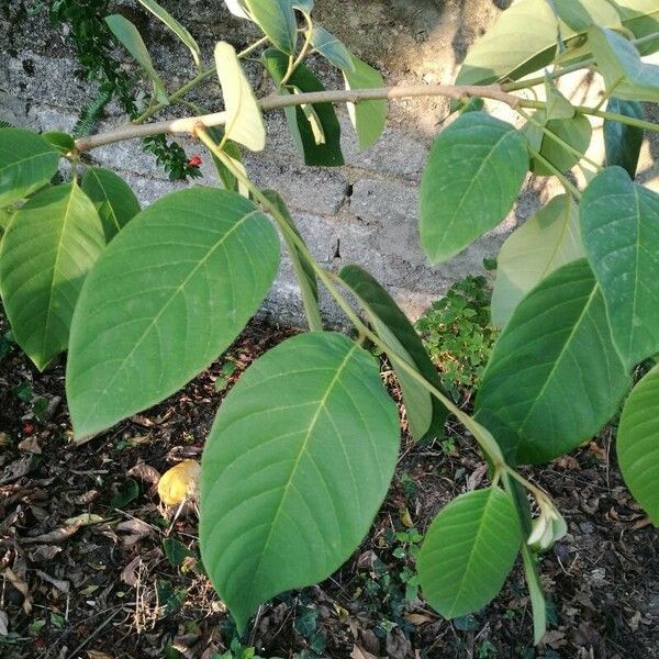 Annona cherimola Folha