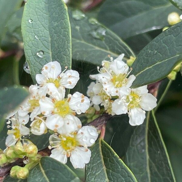 Spiraea nipponica Õis