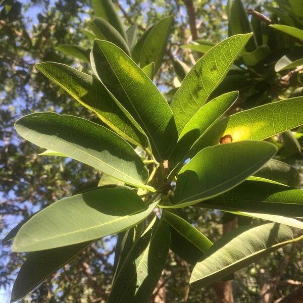 Ficus salicifolia Leht