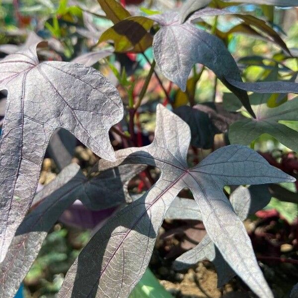 Ipomoea batatas Leaf