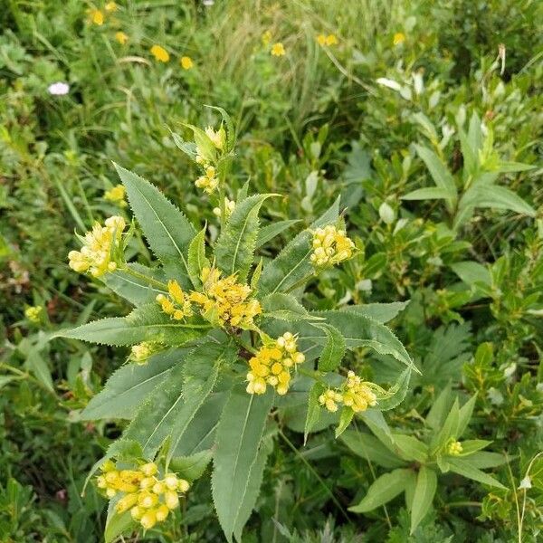 Senecio hercynicus Blodyn