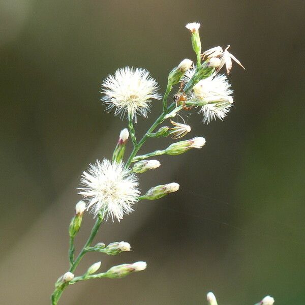 Symphyotrichum subulatum ᱡᱚ