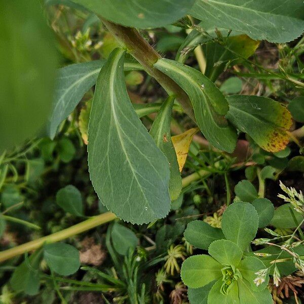 Euphorbia helioscopia Φύλλο