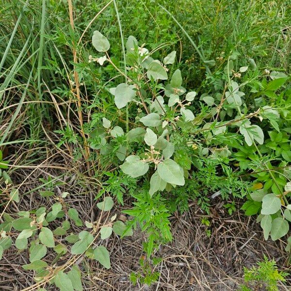 Croton punctatus Habit