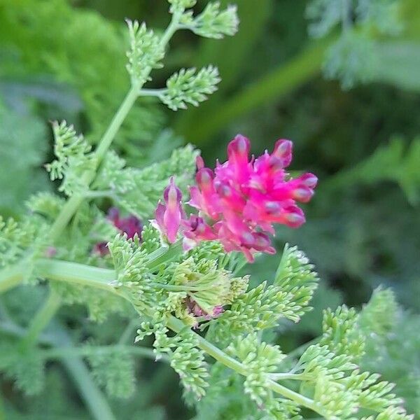 Fumaria densiflora Квітка