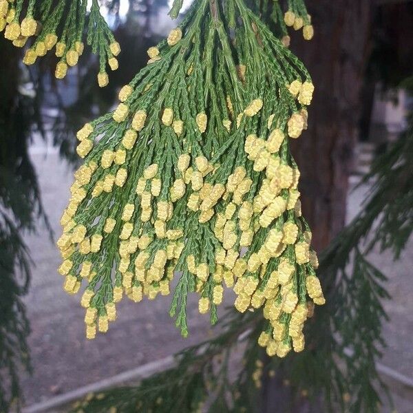 Calocedrus decurrens Blad