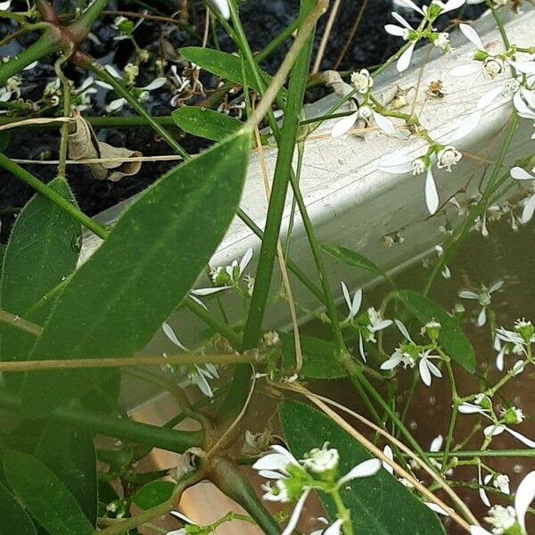 Euphorbia hypericifolia Bark