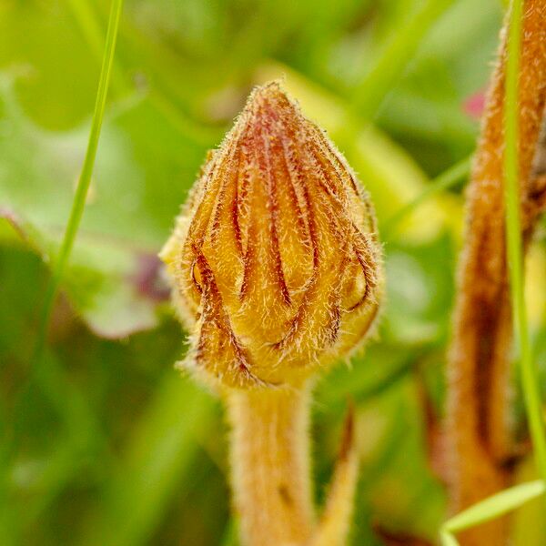 Orobanche picridis برگ