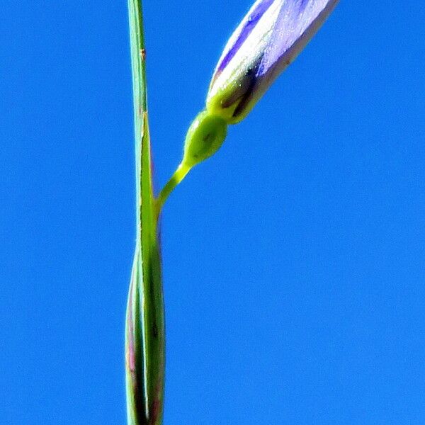 Sisyrinchium angustifolium Kvet