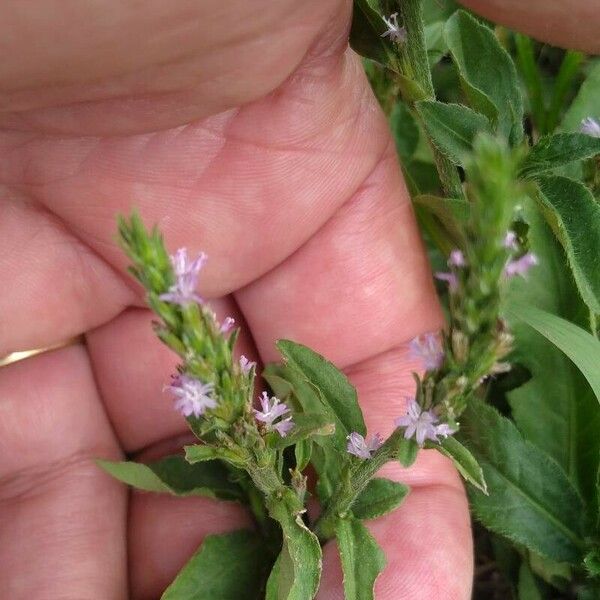 Pseudelephantopus spicatus Flower