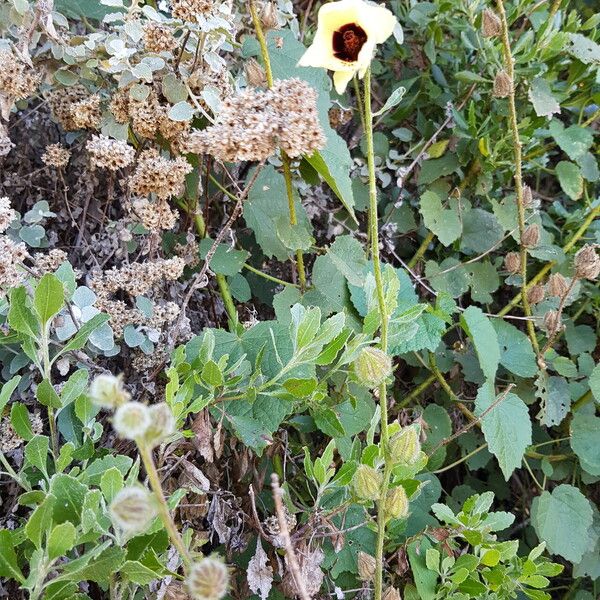 Hibiscus diversifolius Habit