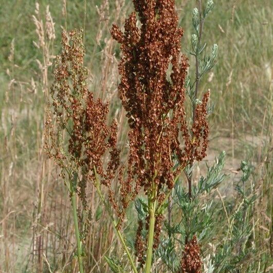 Rumex rugosus Habit