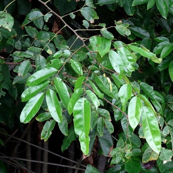 Pterocarpus officinalis Fulla